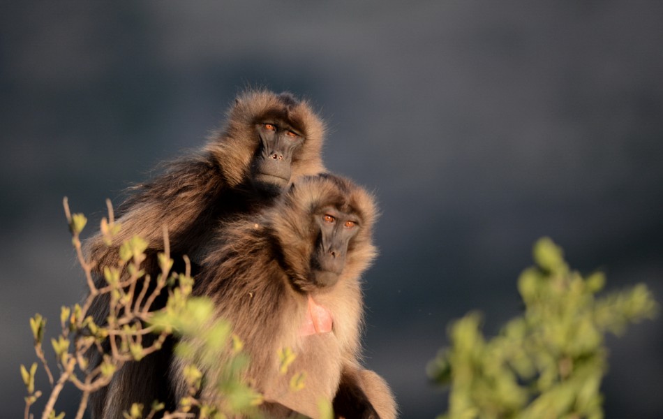 ETHIOPIE 1_20130125_154900